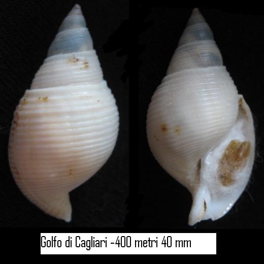 conferma Galeodea rugosa freak